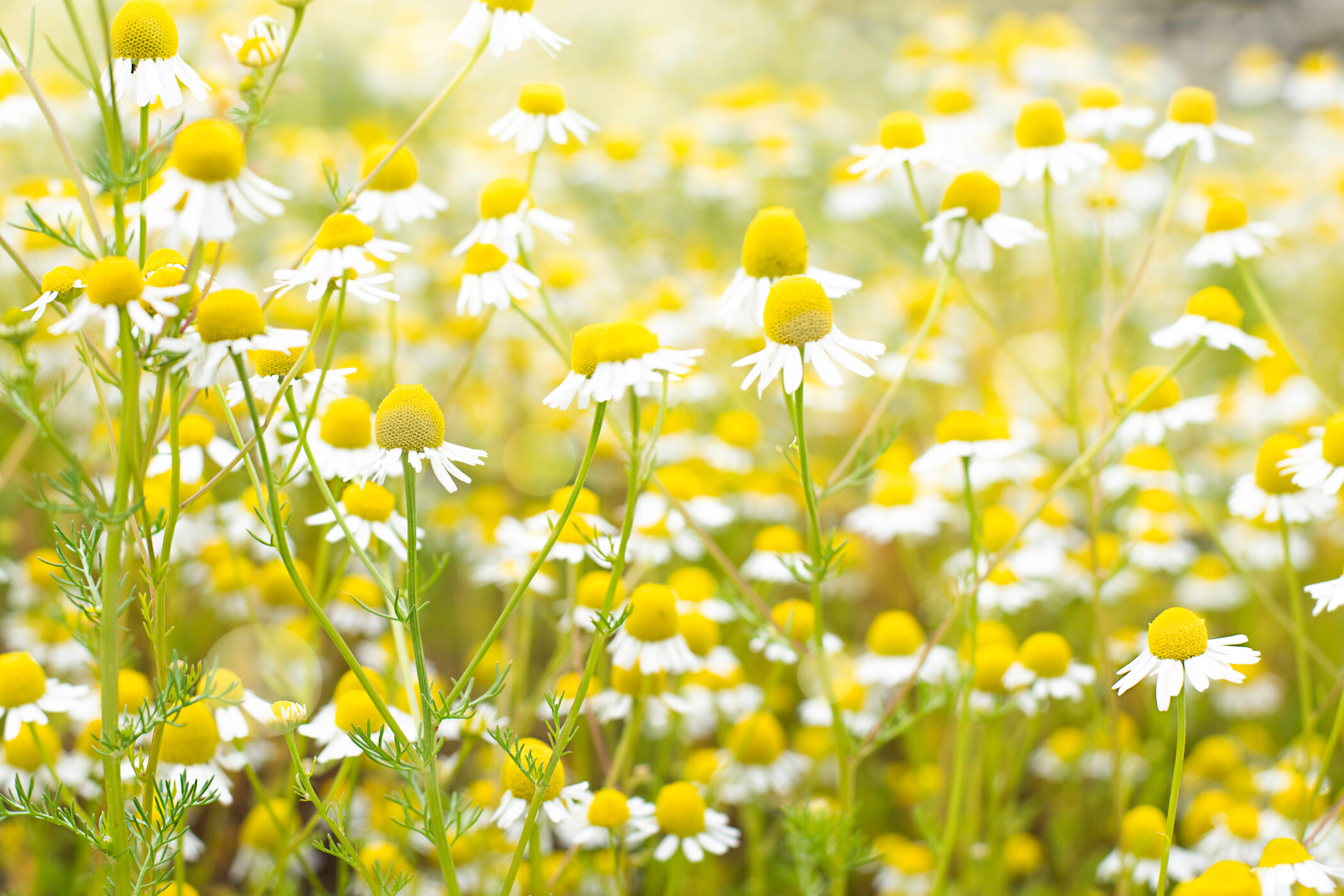CHAMOMILLA RECUTITA FLOWER EXTRACT (Kamillenblütenextrakt) Wirkstoffe